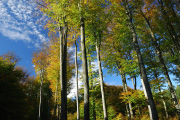 DSC_1019.jpg