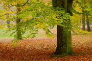 DSC_2180.jpg